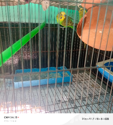 বাজরা পাখি